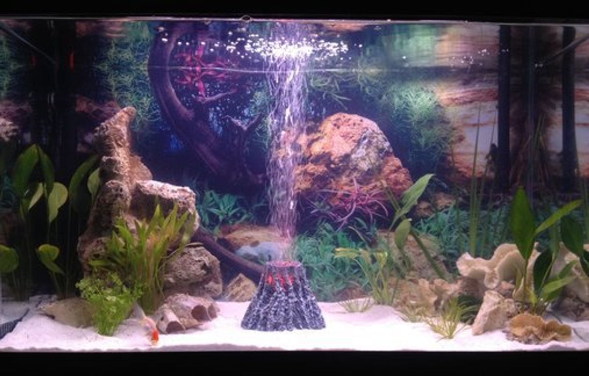 The Ultimate Article About Small Led Fish Tank Light